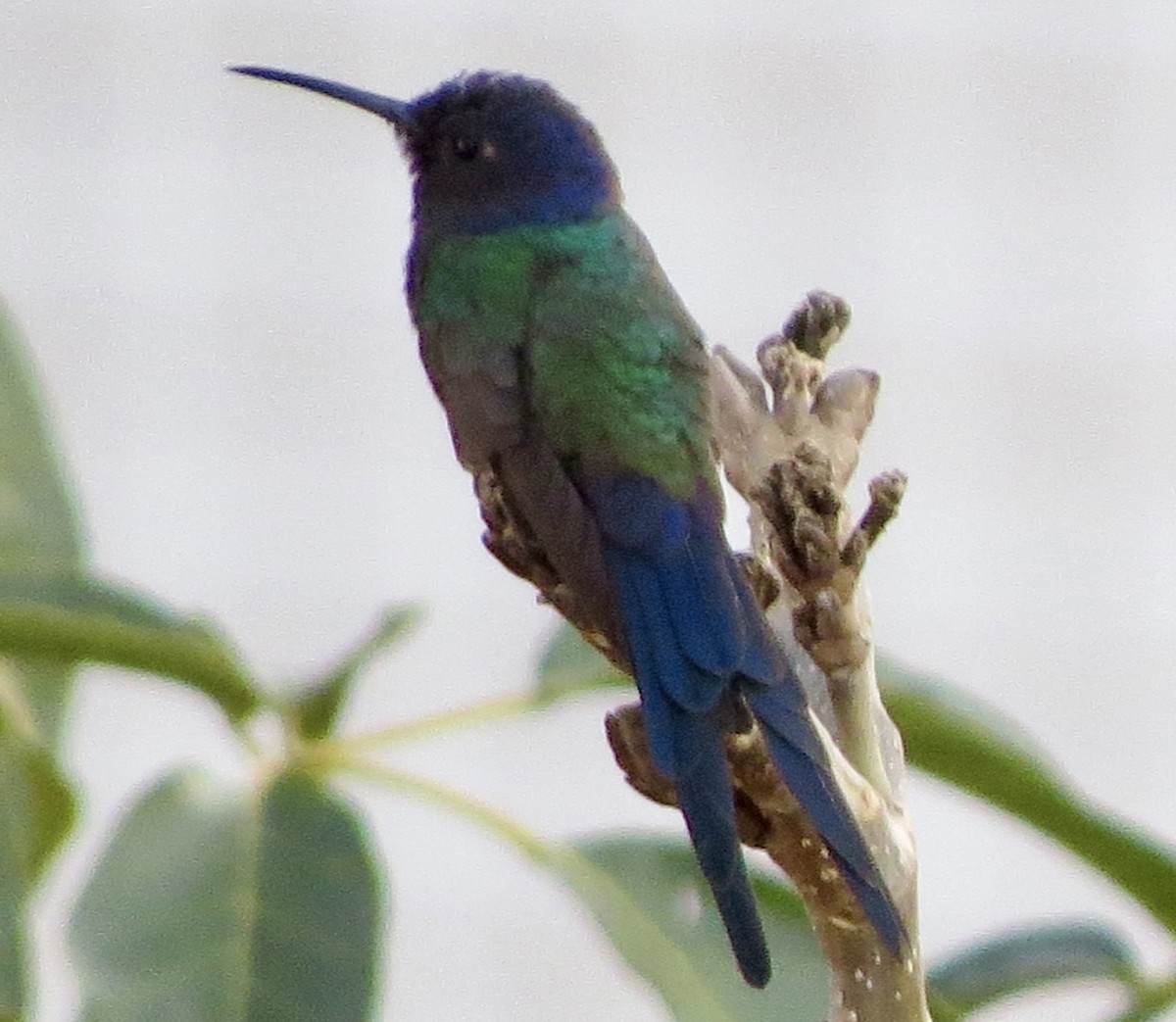 Swallow-tailed Hummingbird - ML619804924