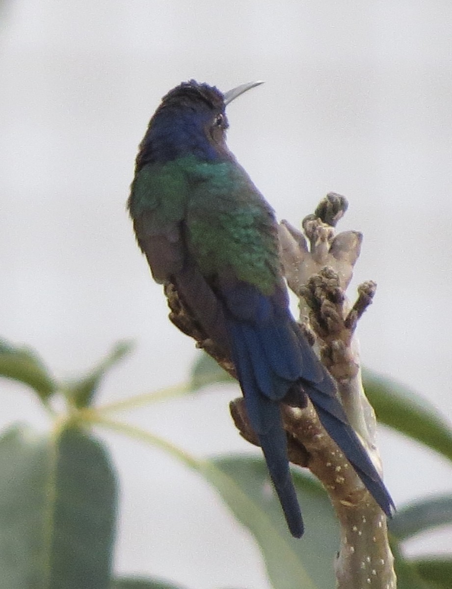 Swallow-tailed Hummingbird - ML619804925