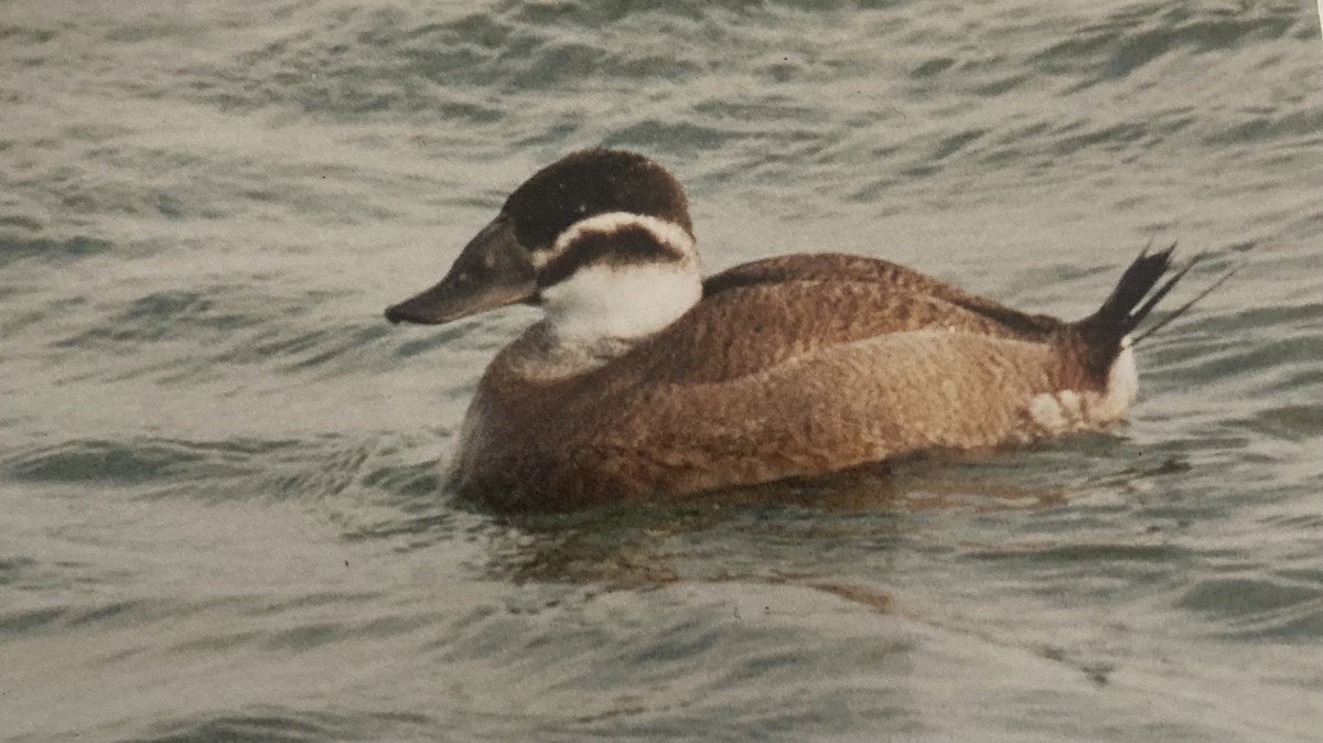 White-headed Duck - ML619804942