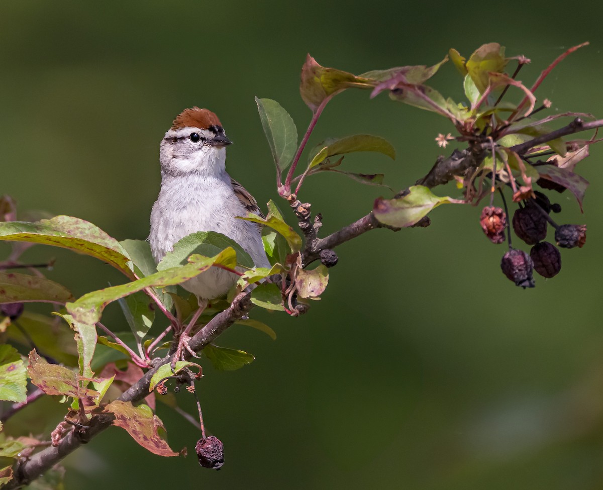 Chipping Sparrow - ML619804961
