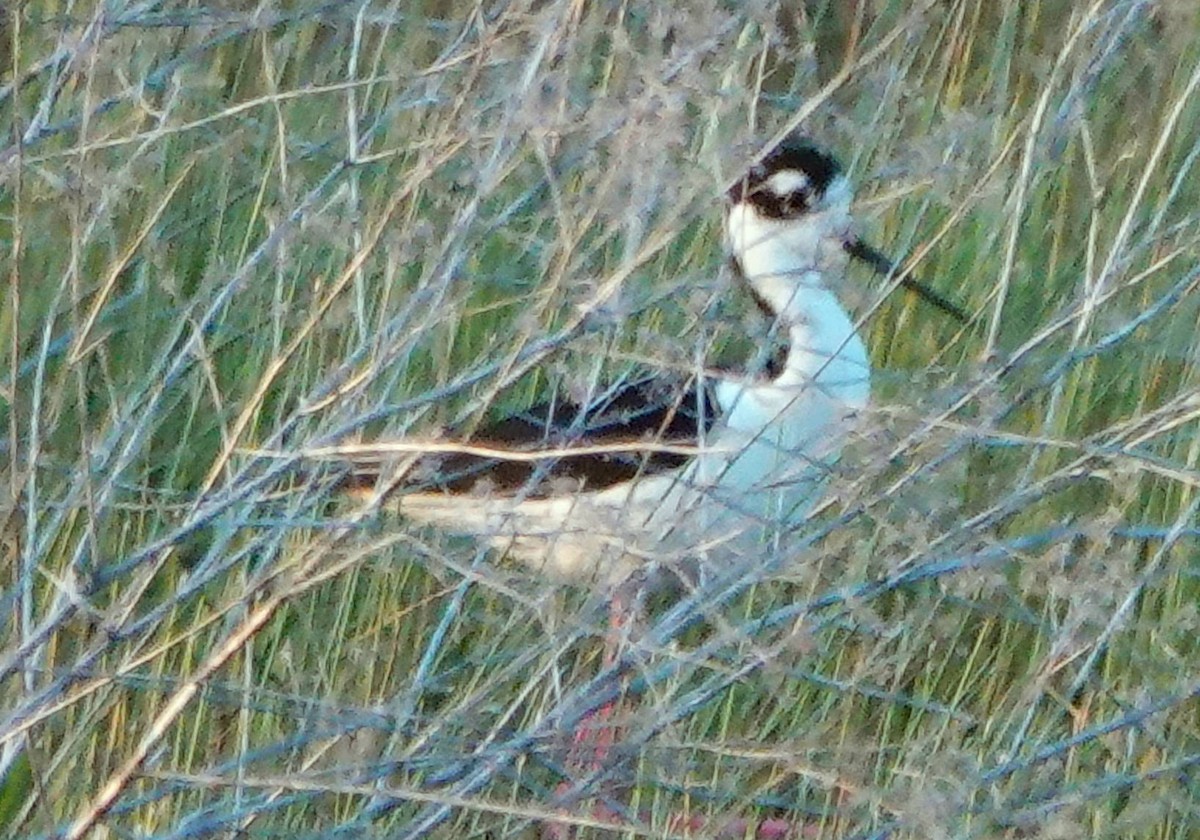 Black-necked Stilt - ML619804963