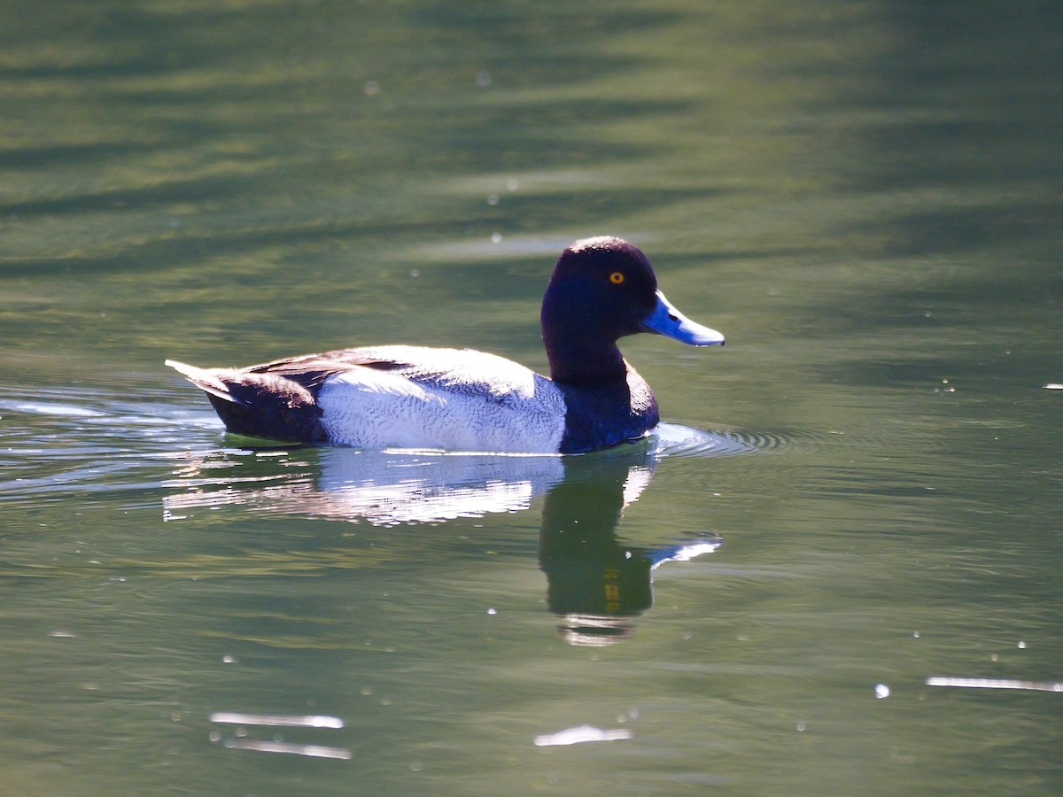 Lesser Scaup - ML619804968