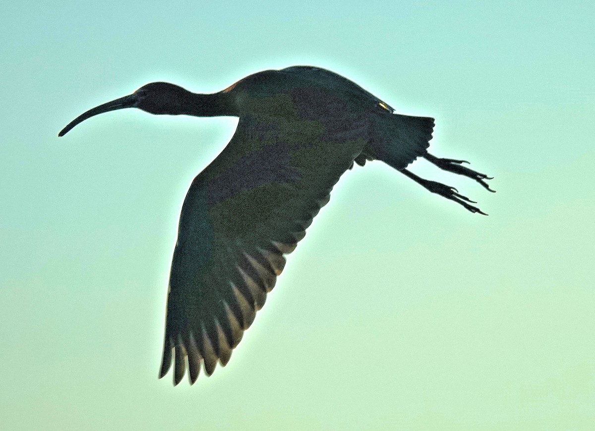 ibis americký - ML619804978