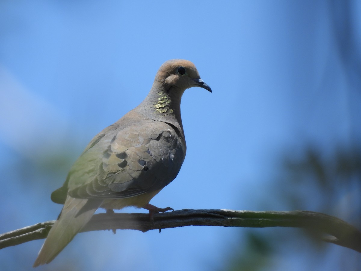 Mourning Dove - ML619804983