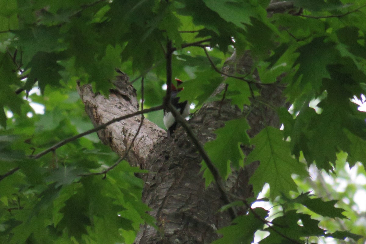 Red-headed Woodpecker - ML619804991