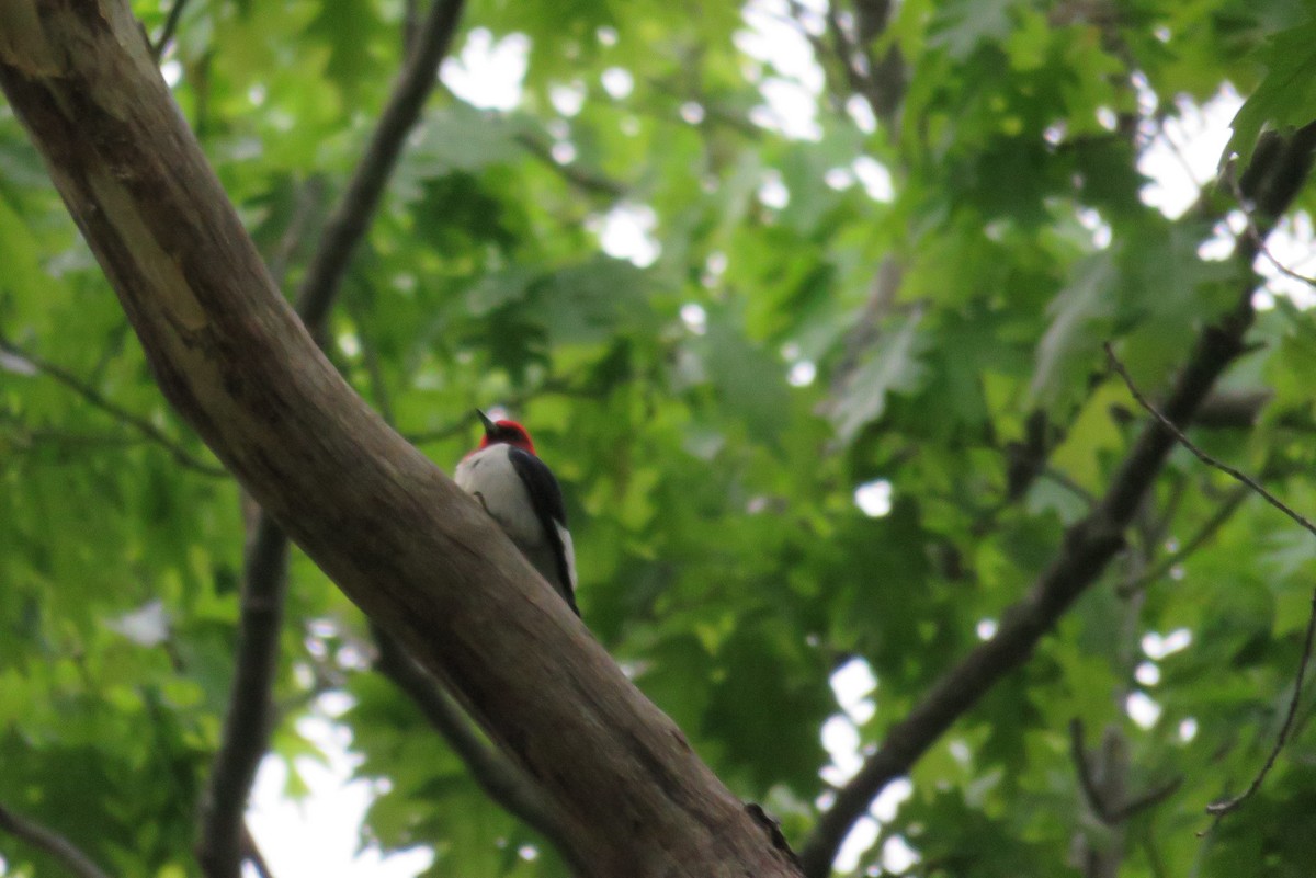 Red-headed Woodpecker - ML619804992