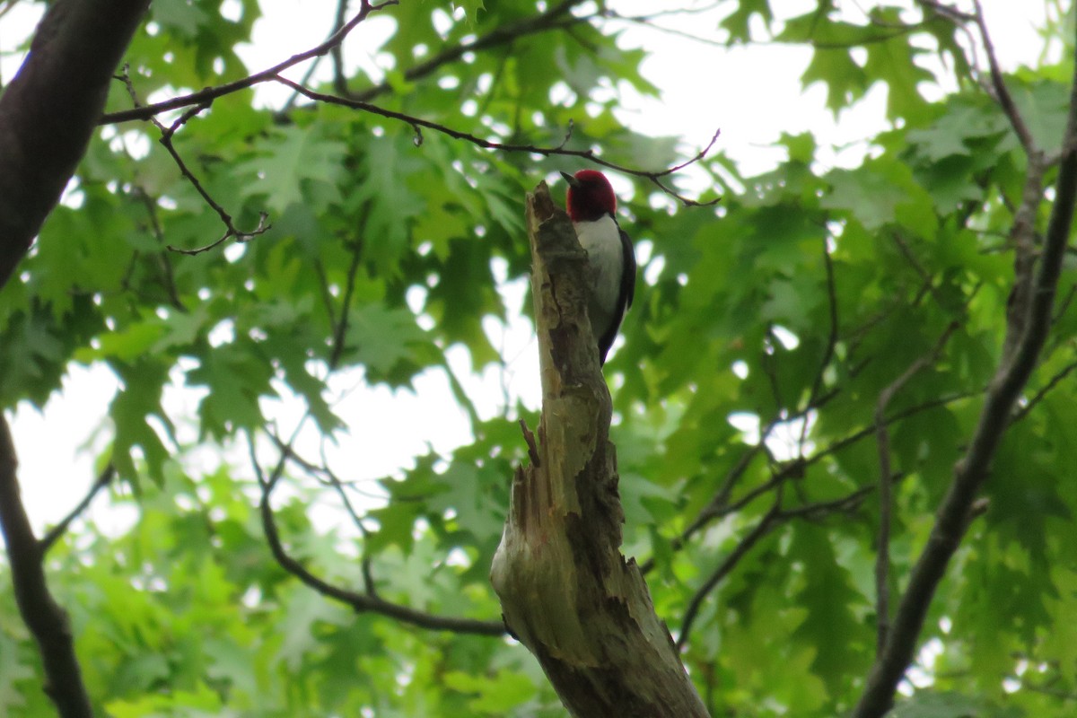 Red-headed Woodpecker - ML619804994