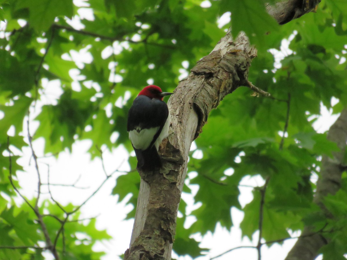 Red-headed Woodpecker - ML619804995