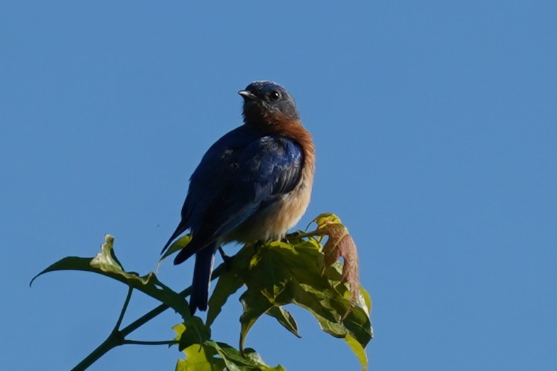 Eastern Bluebird - ML619805017