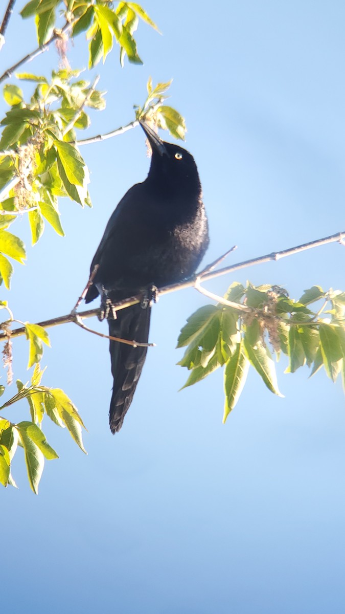 Great-tailed Grackle - ML619805019