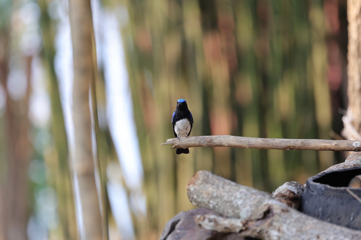 Blue-and-white Flycatcher - ML619805034
