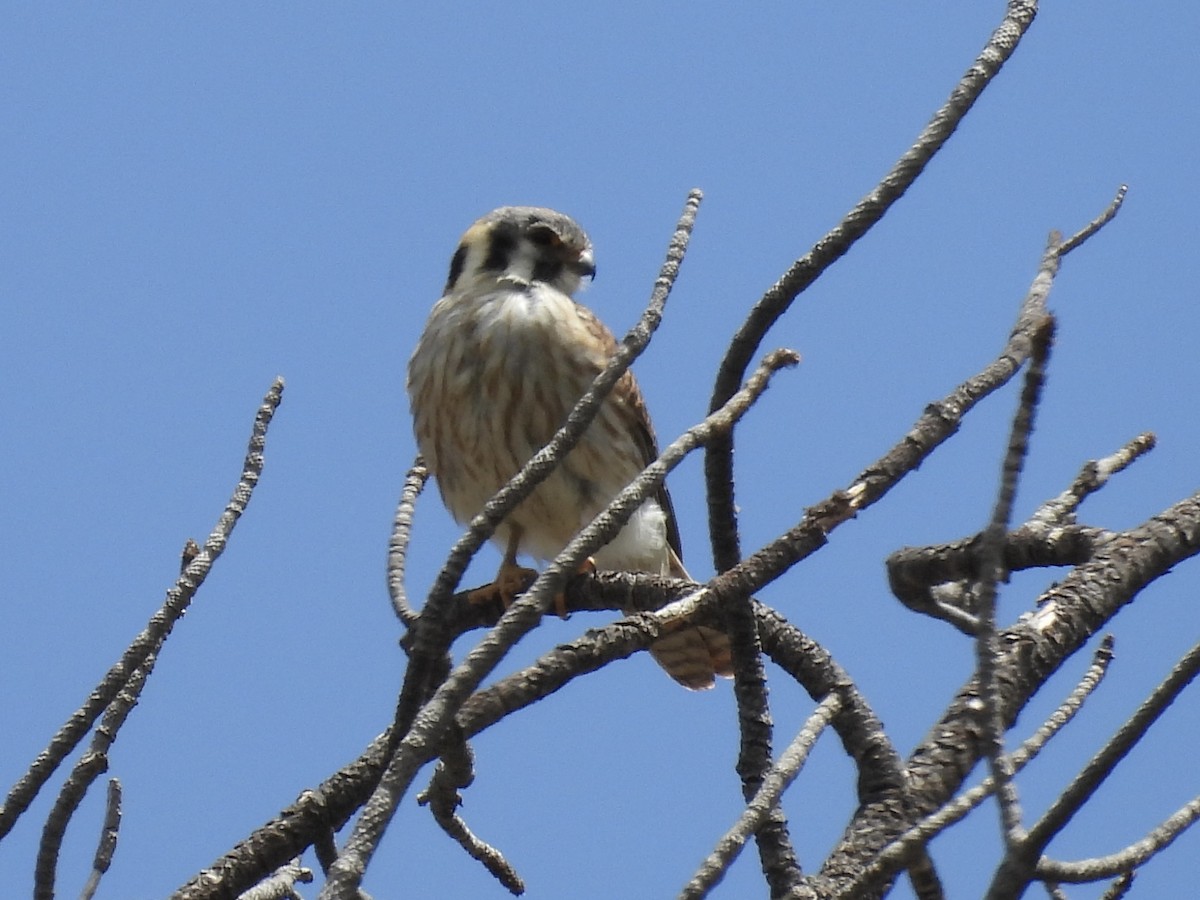 American Kestrel - ML619805037
