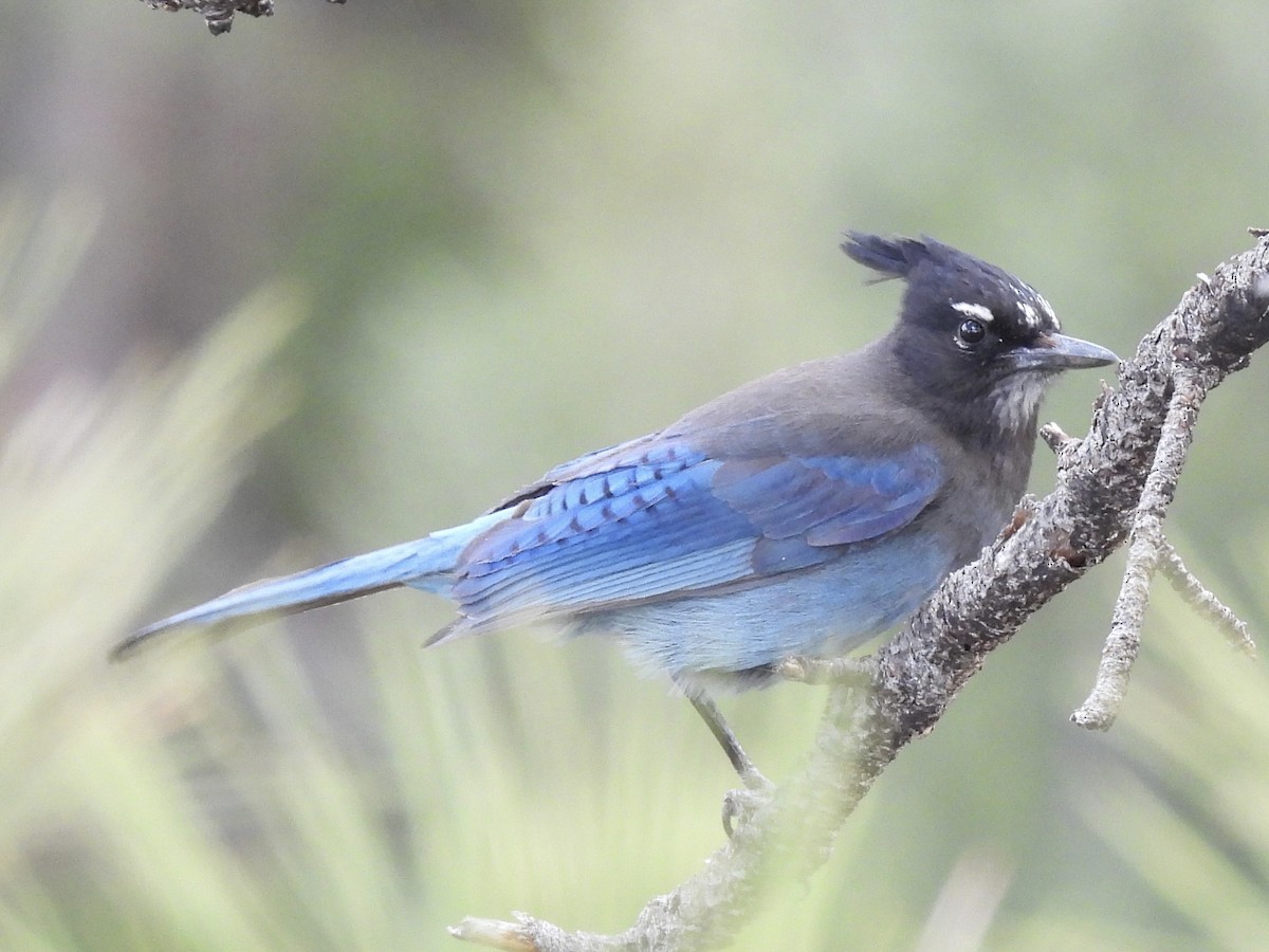 Steller's Jay - ML619805040