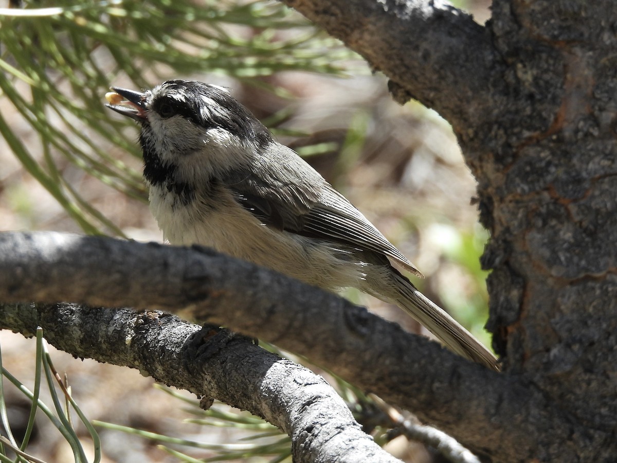 Mountain Chickadee - ML619805044