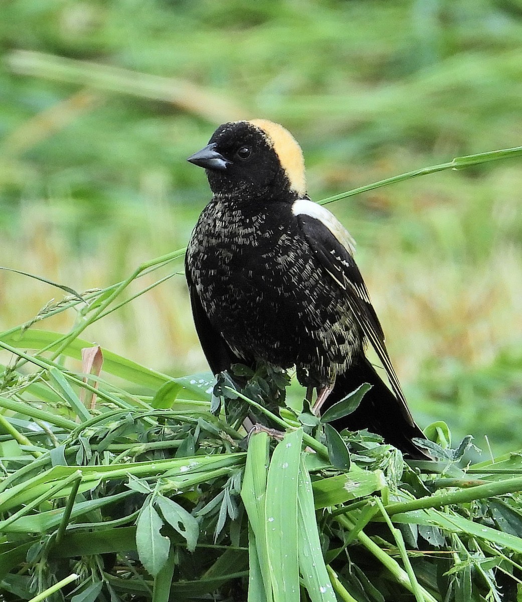 bobolink americký - ML619805053