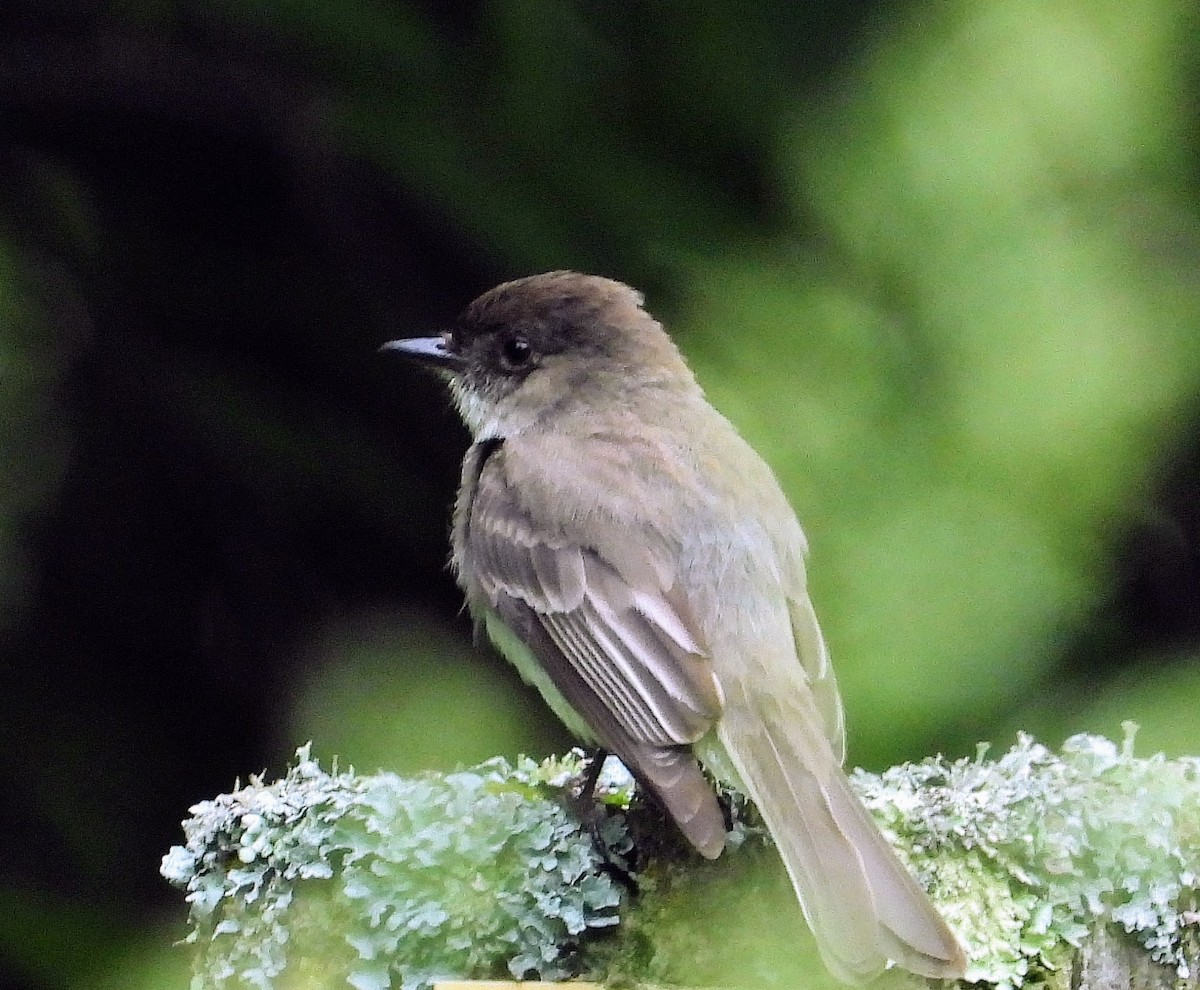 Eastern Phoebe - ML619805062