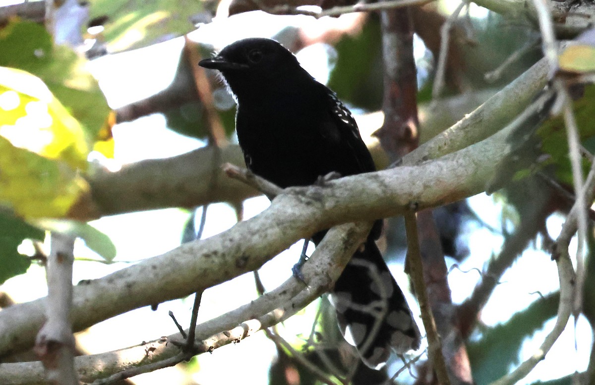 Bananal Antbird - ML619805068