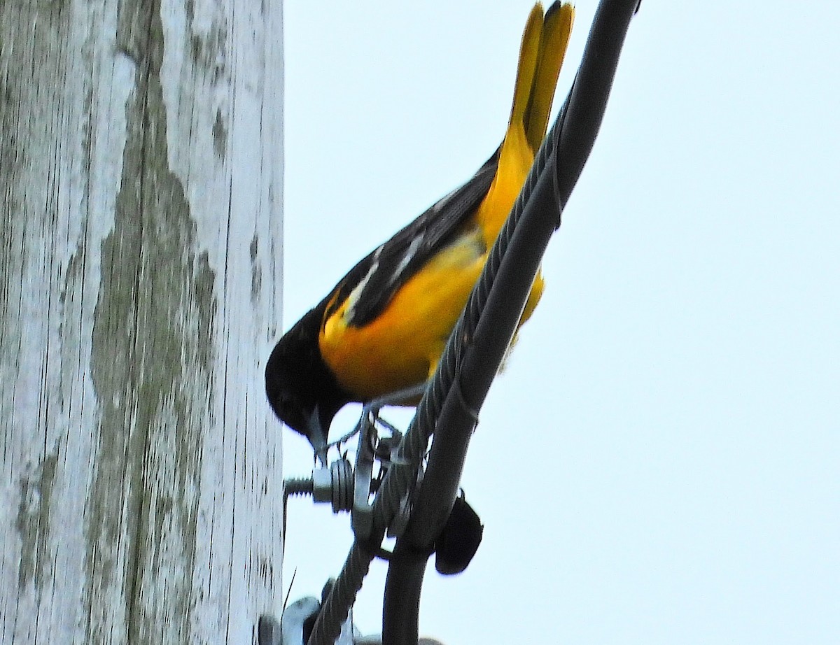 Baltimore Oriole - ML619805082