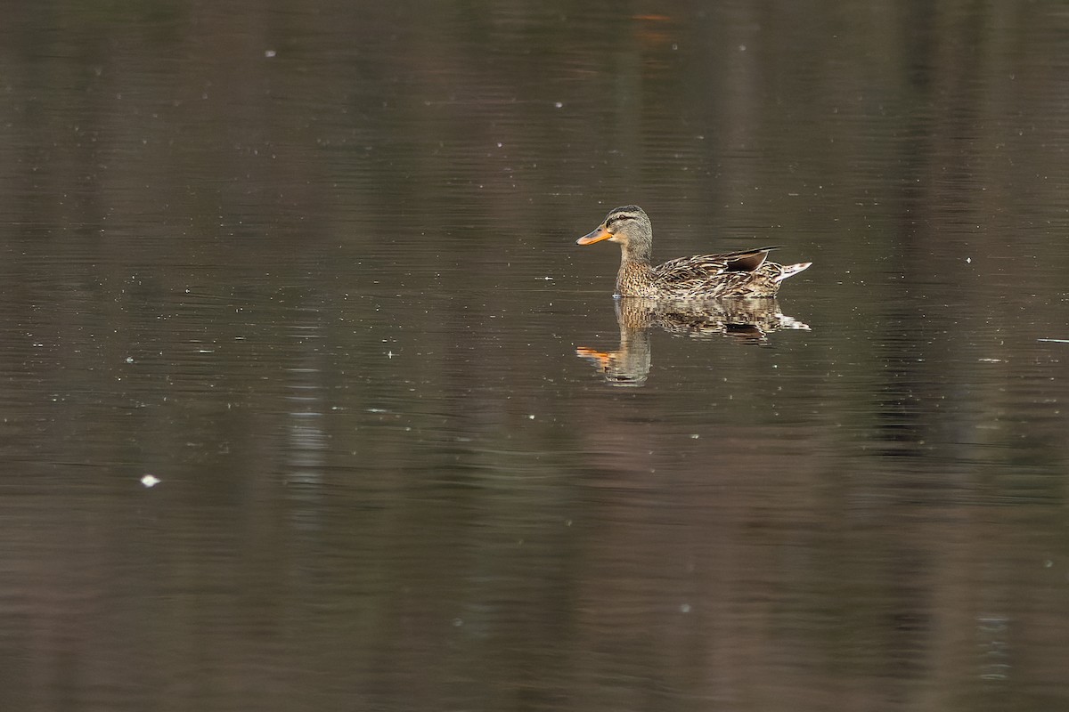 Gadwall - ML619805090