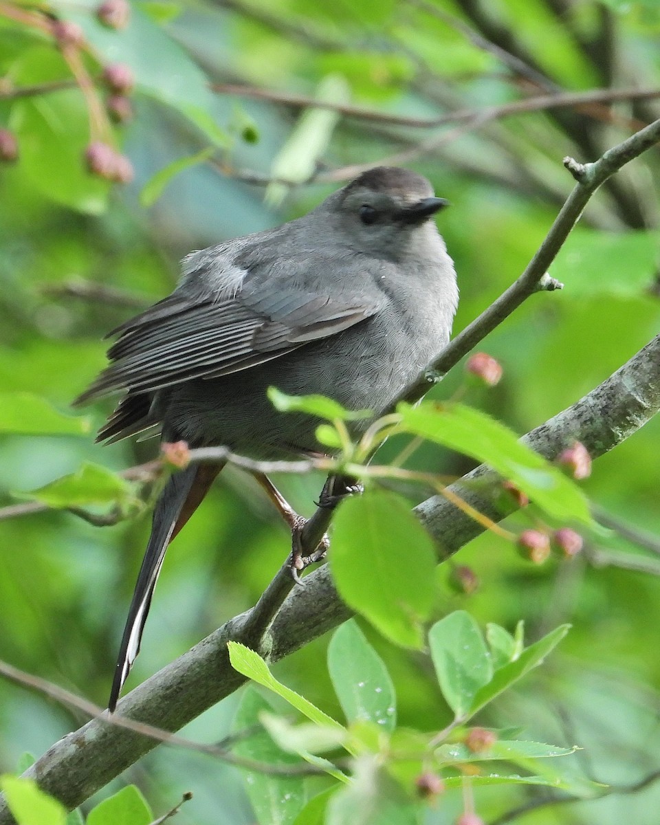 Gray Catbird - ML619805091