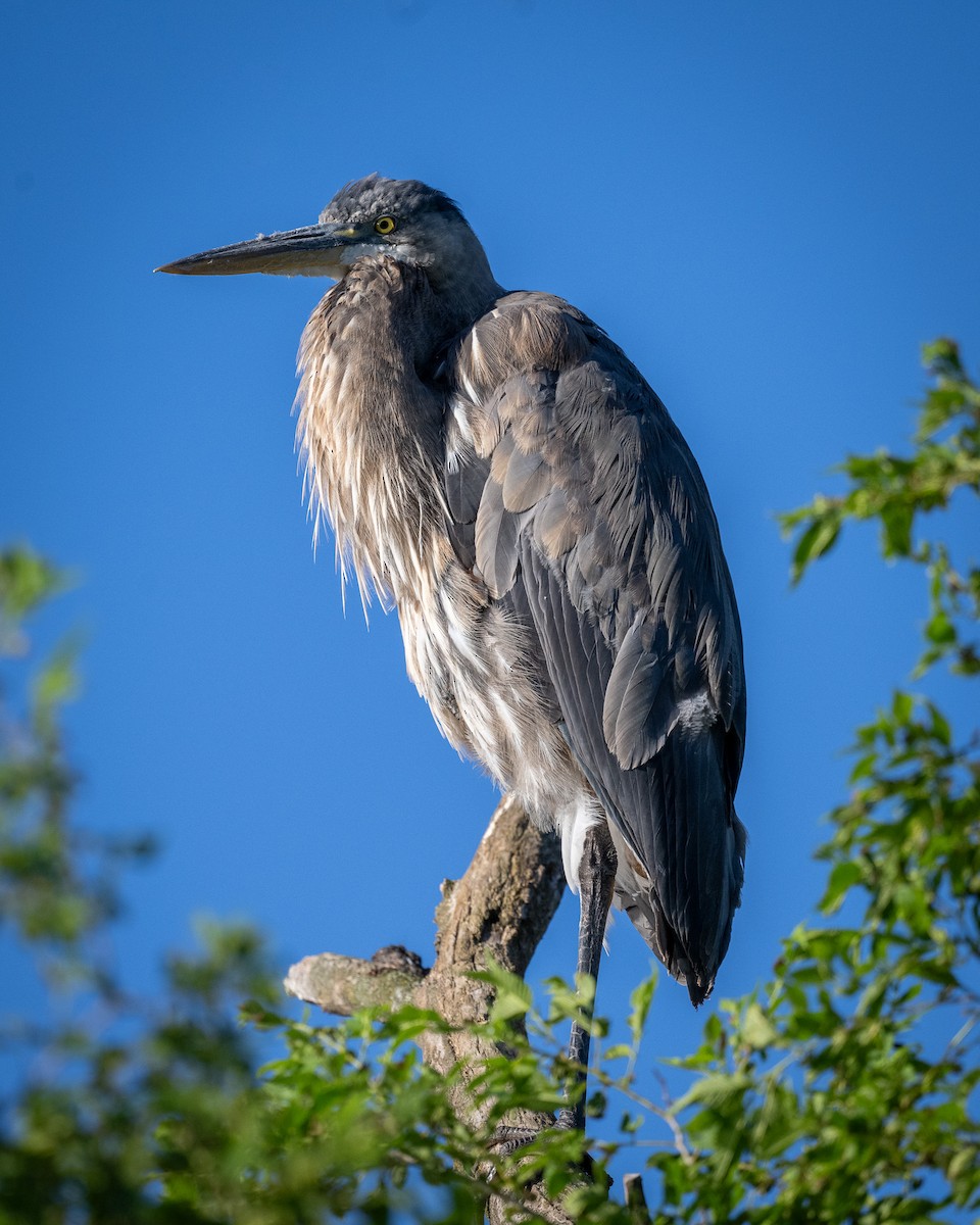 Great Blue Heron - ML619805104