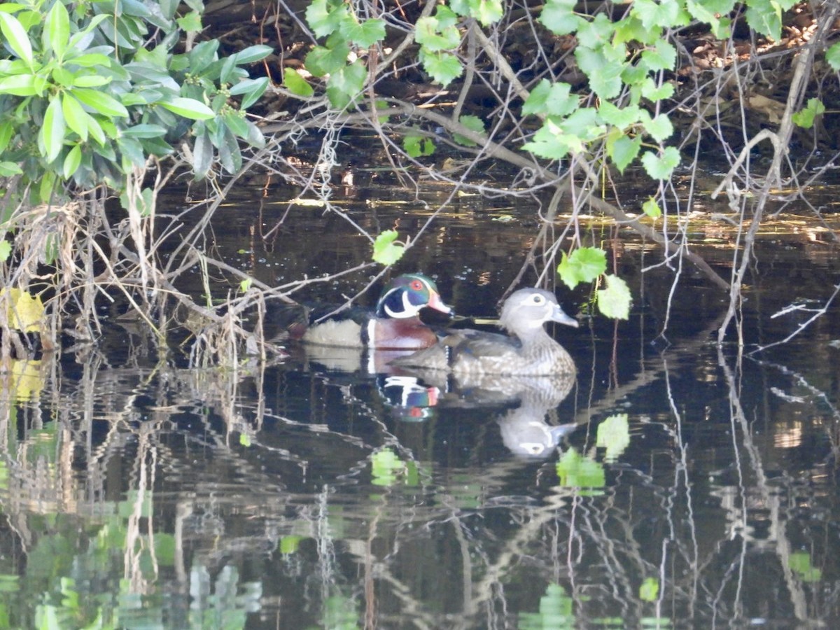 Wood Duck - ML619805111