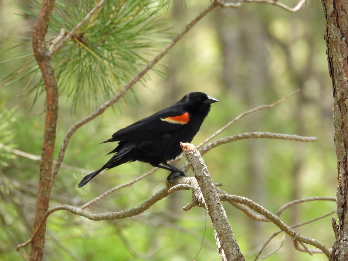 Red-winged Blackbird - ML619805112