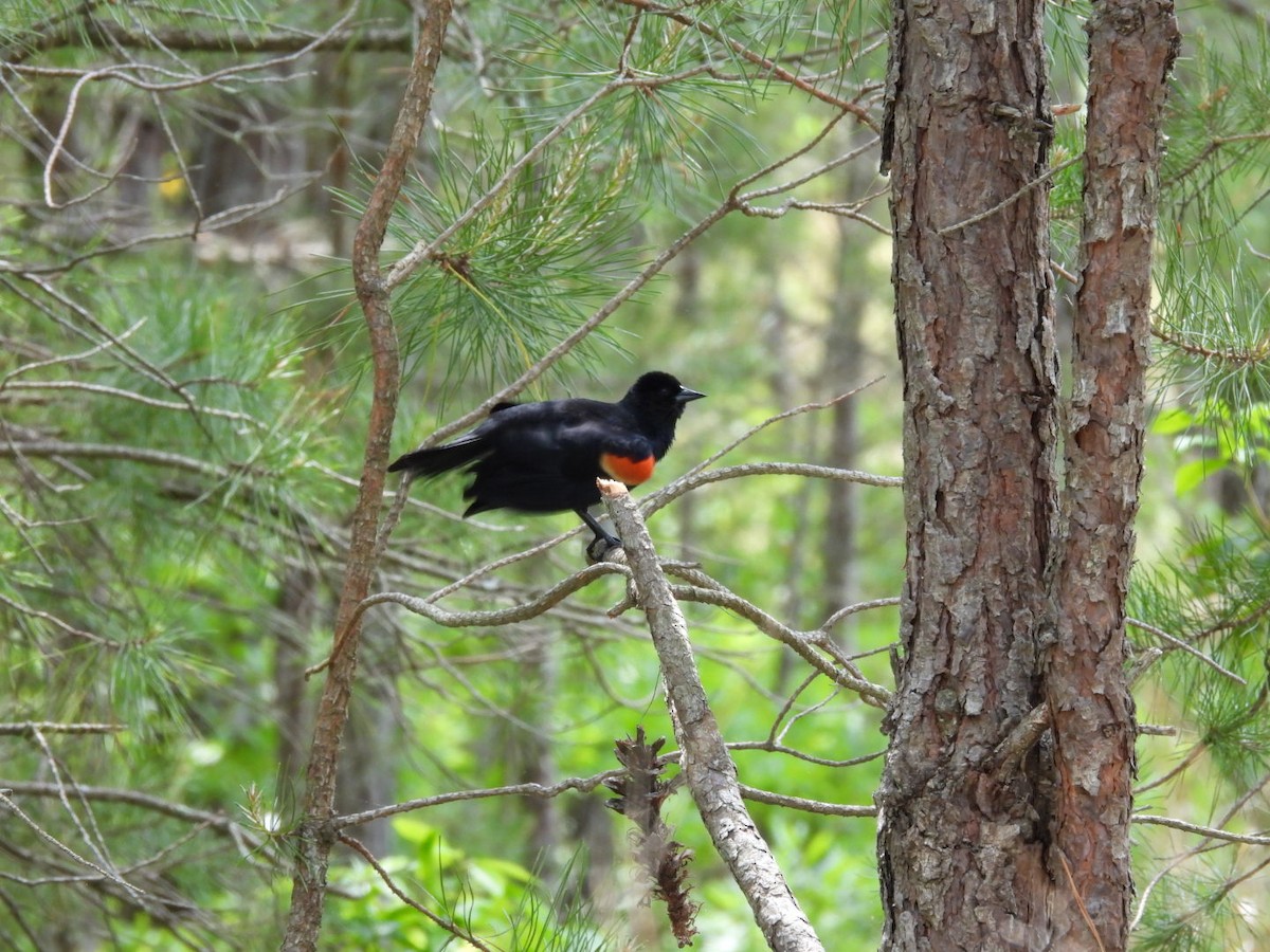 Red-winged Blackbird - ML619805113