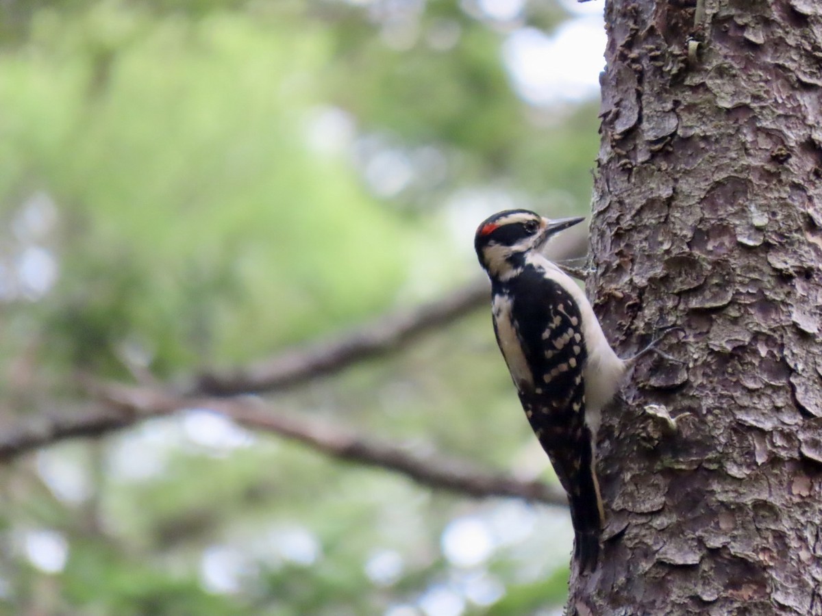 Hairy Woodpecker - ML619805116