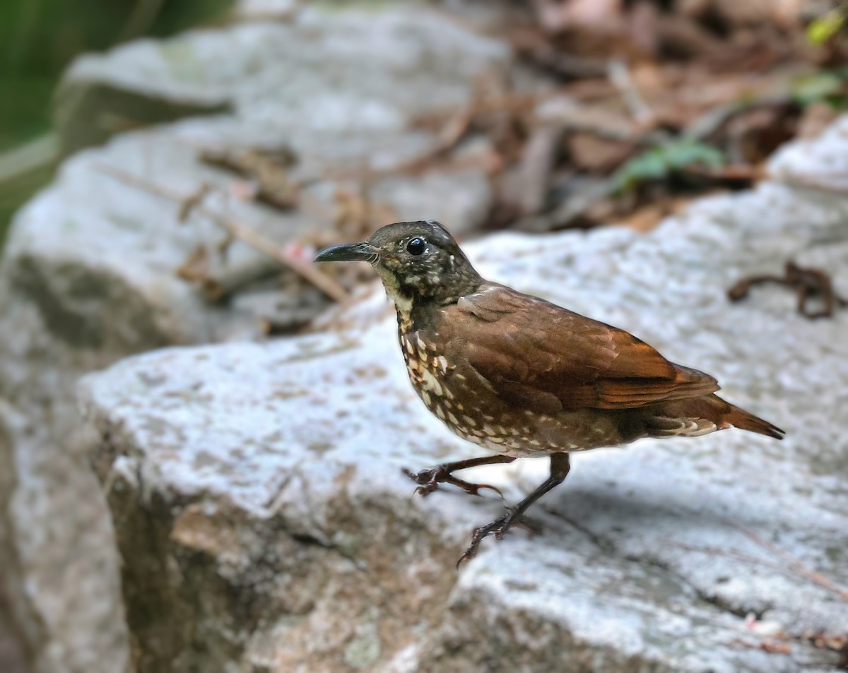 Dark-sided Thrush - ML619805123