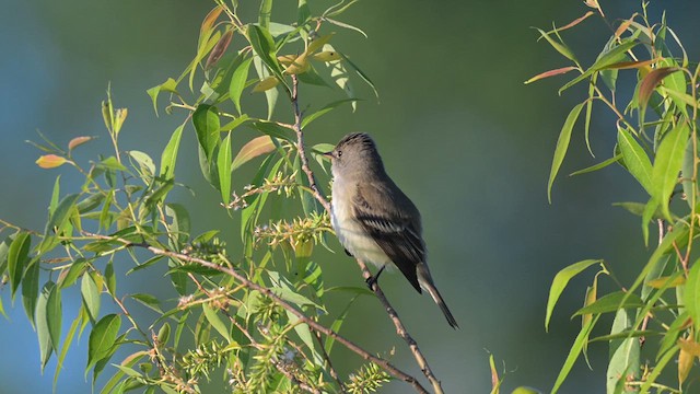 Willow Flycatcher - ML619805127