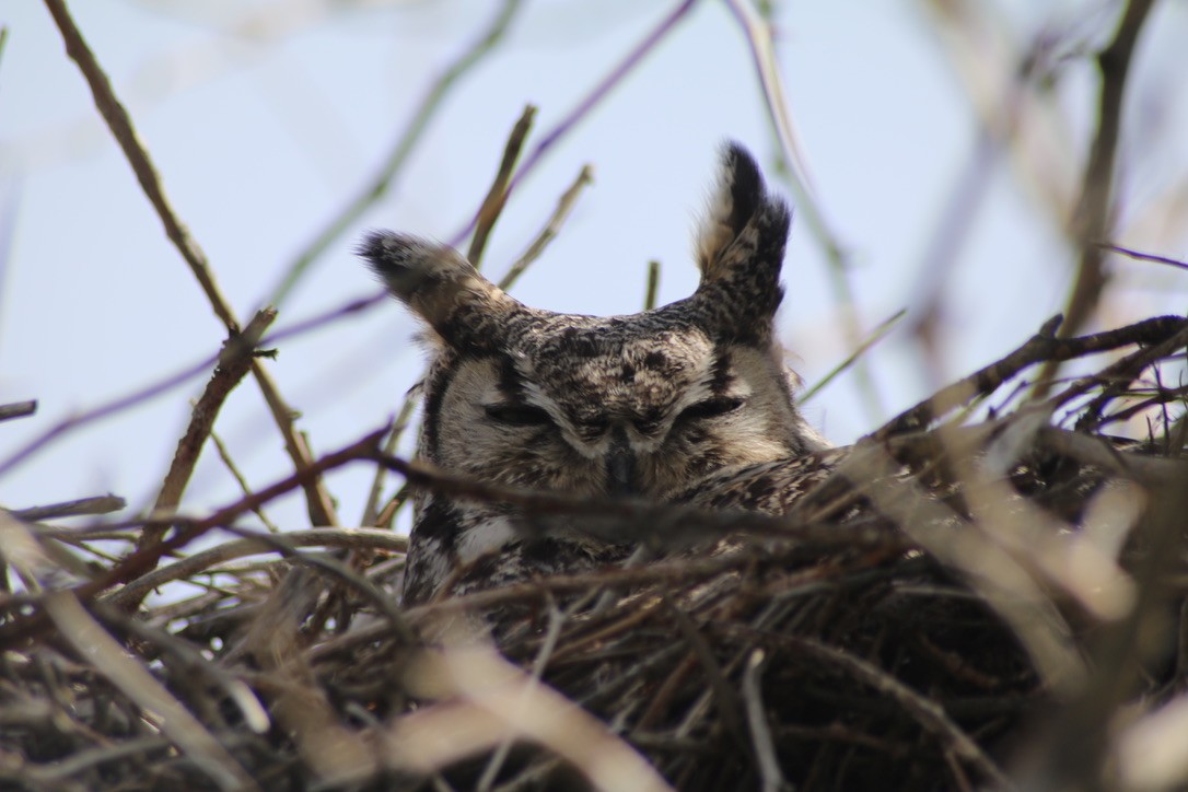 Great Horned Owl - ML619805142