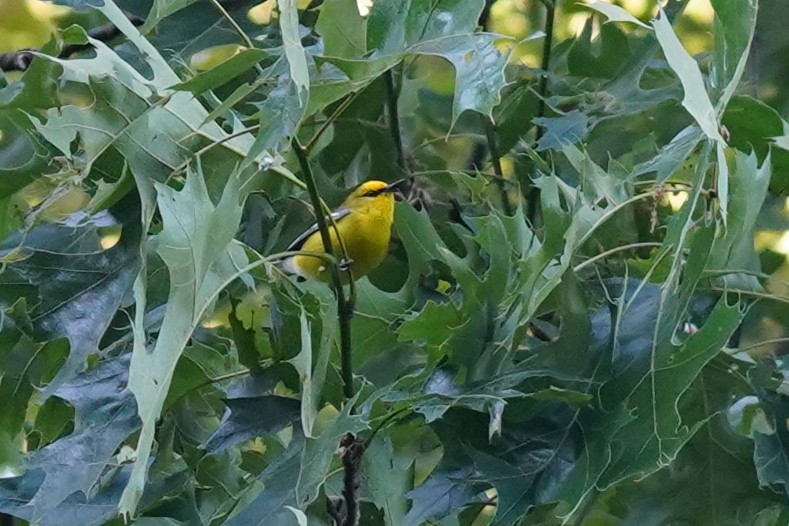 Blauflügel-Waldsänger - ML619805152