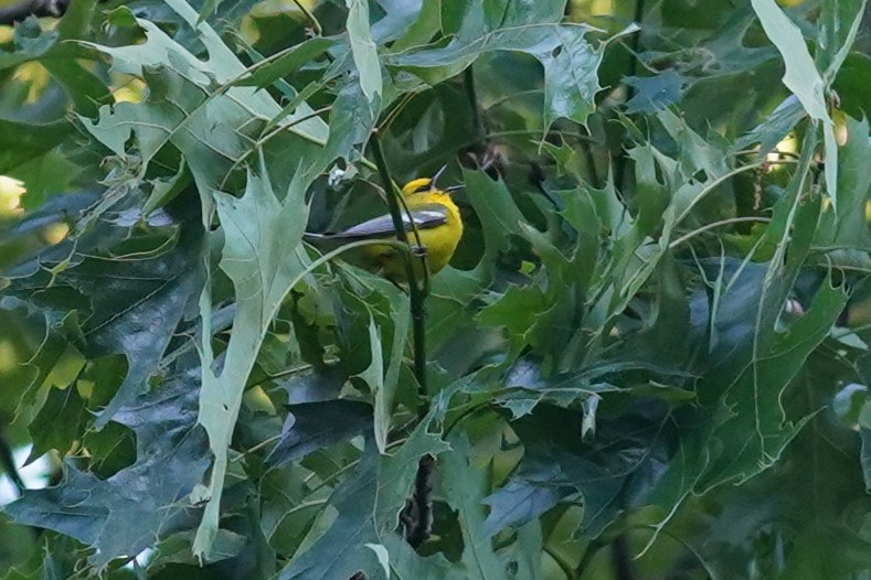 Blue-winged Warbler - ML619805153