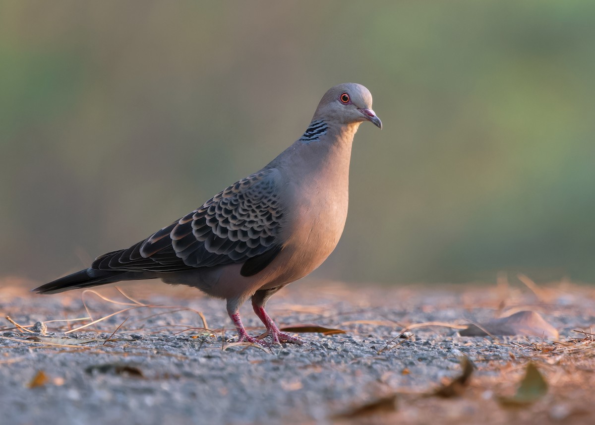 Oriental Turtle-Dove - ML619805158