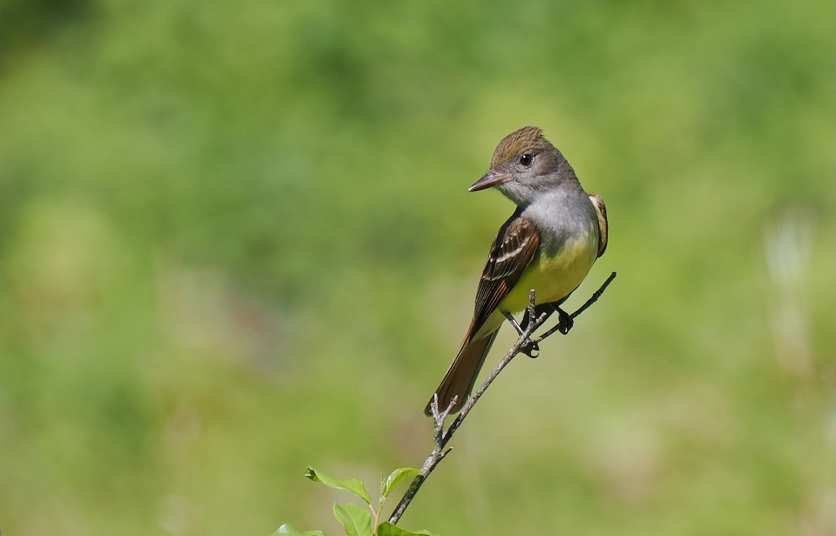 Great Crested Flycatcher - ML619805159