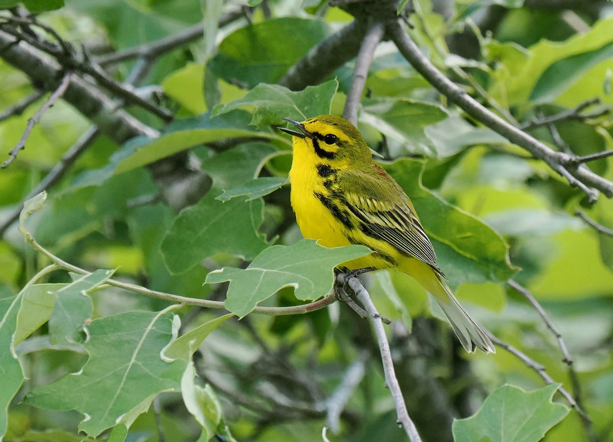 Prairie Warbler - ML619805179