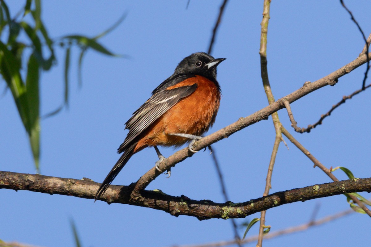 Orchard Oriole - ML619805182