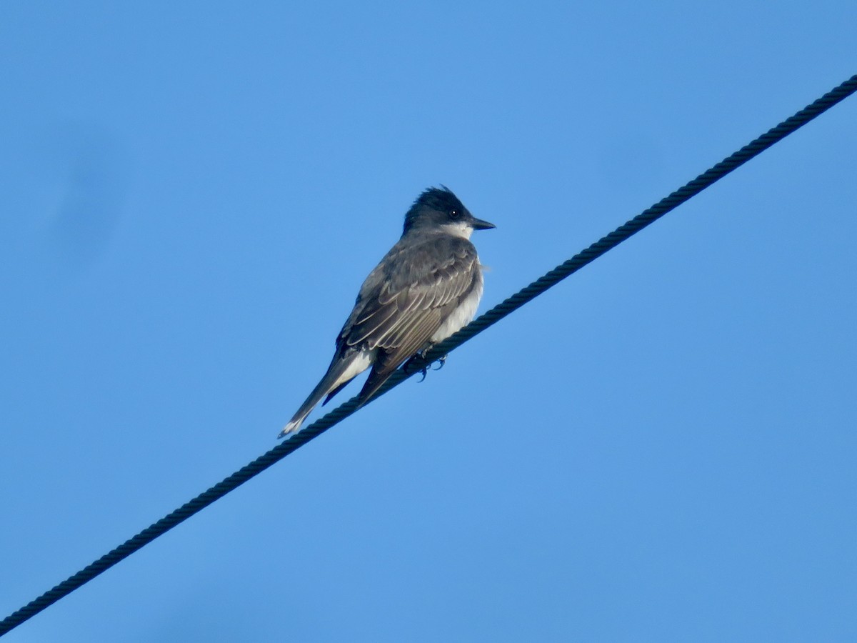 Eastern Kingbird - ML619805190