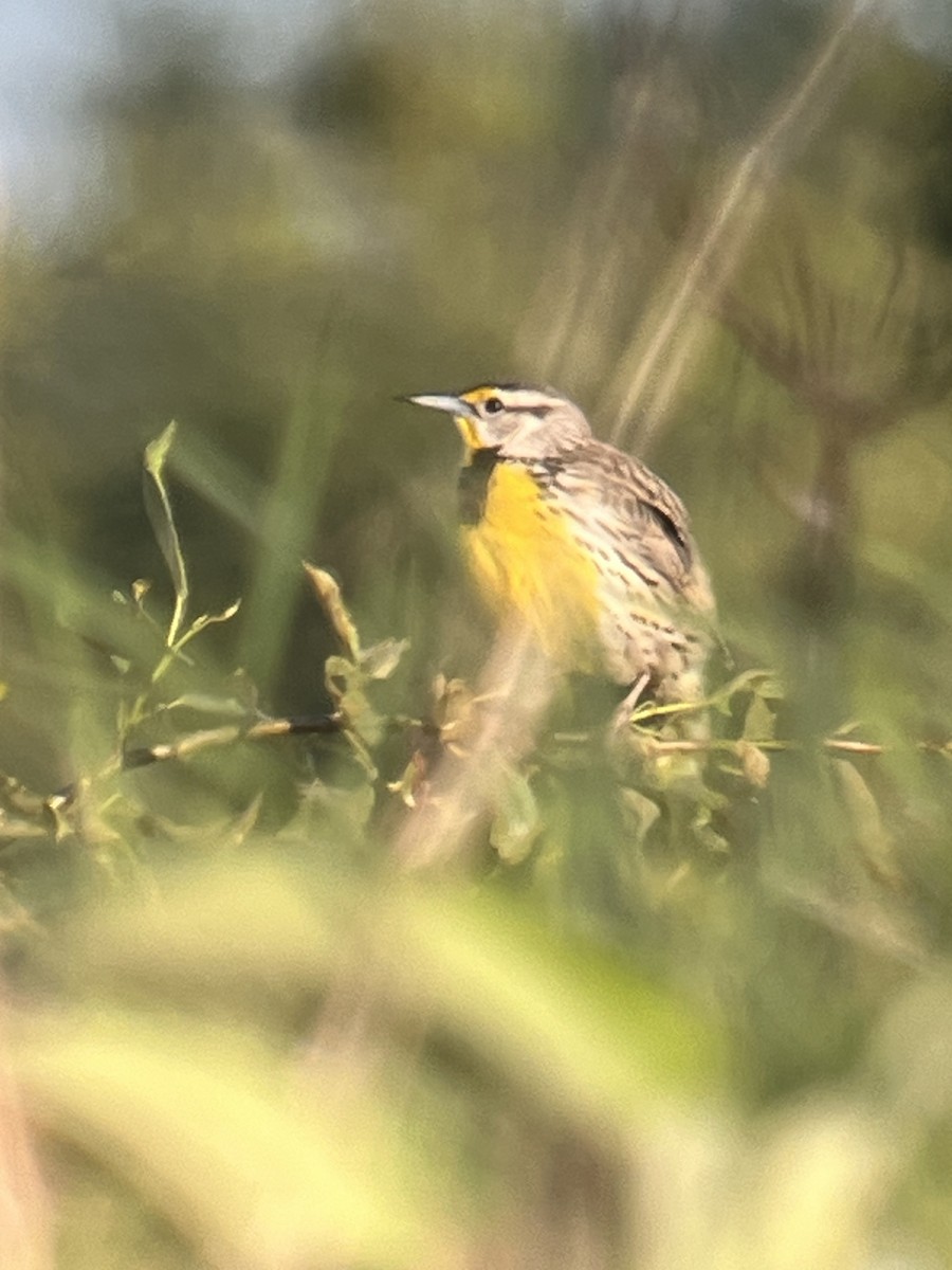 Eastern Meadowlark - ML619805199