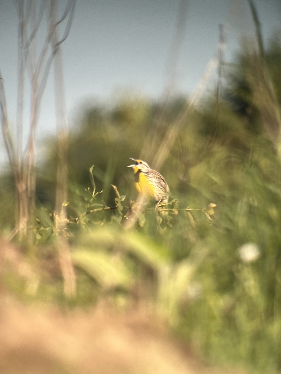 Eastern Meadowlark - ML619805200