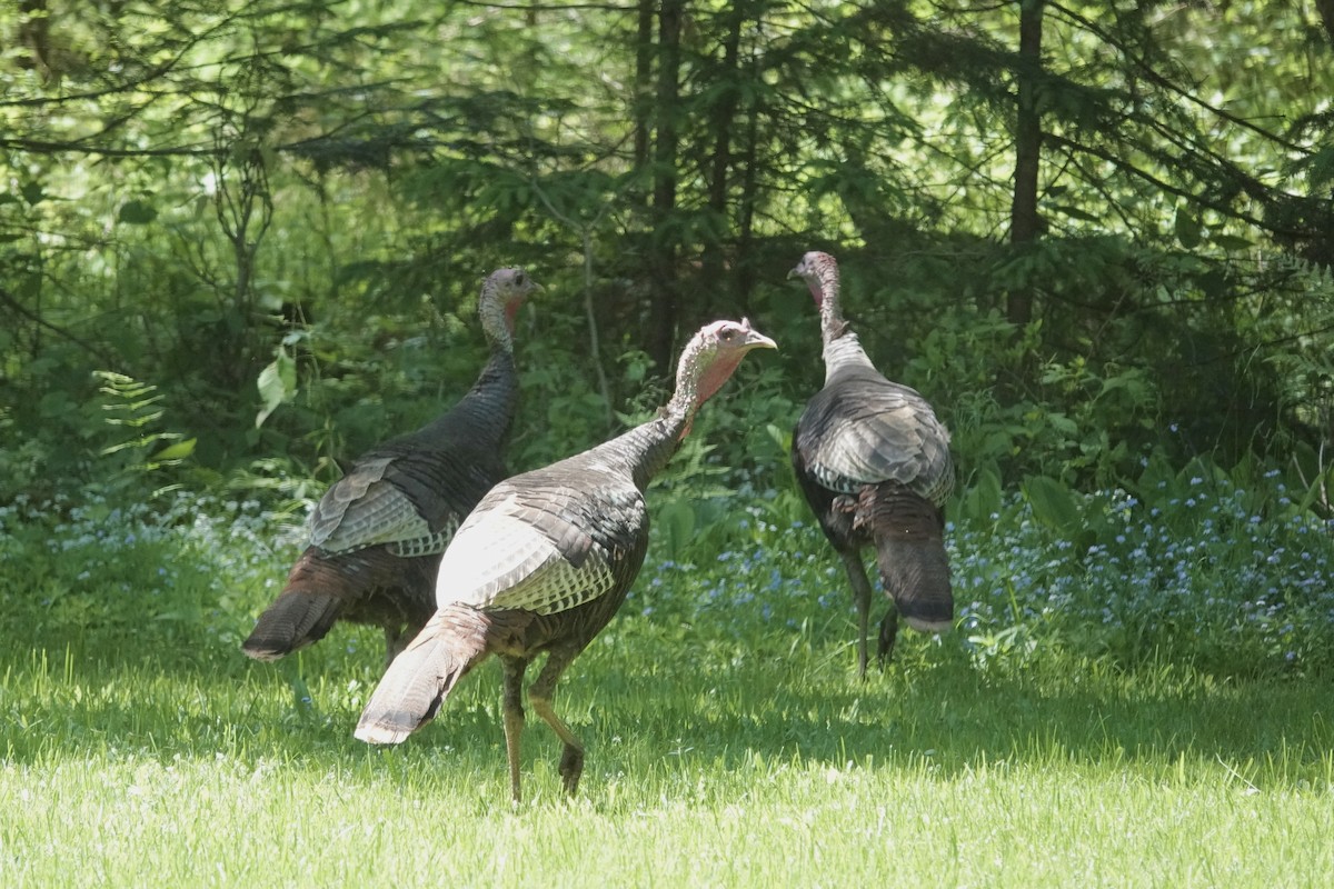 Wild Turkey - ML619805206