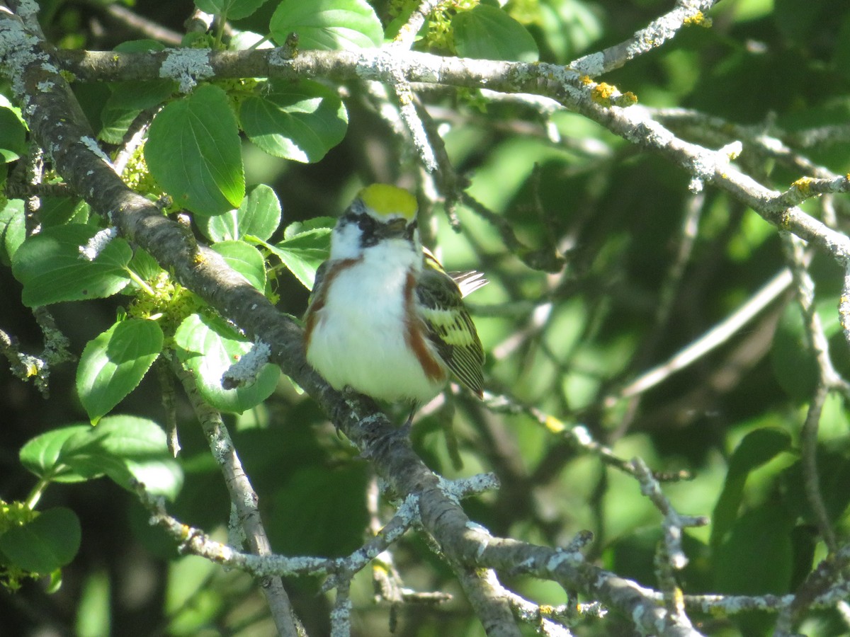 Chestnut-sided Warbler - ML619805218