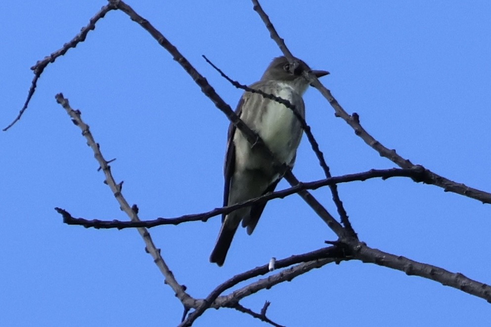 Olive-sided Flycatcher - ML619805256