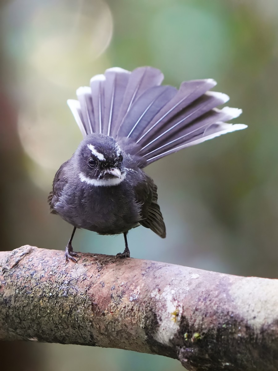 White-throated Fantail - ML619805263