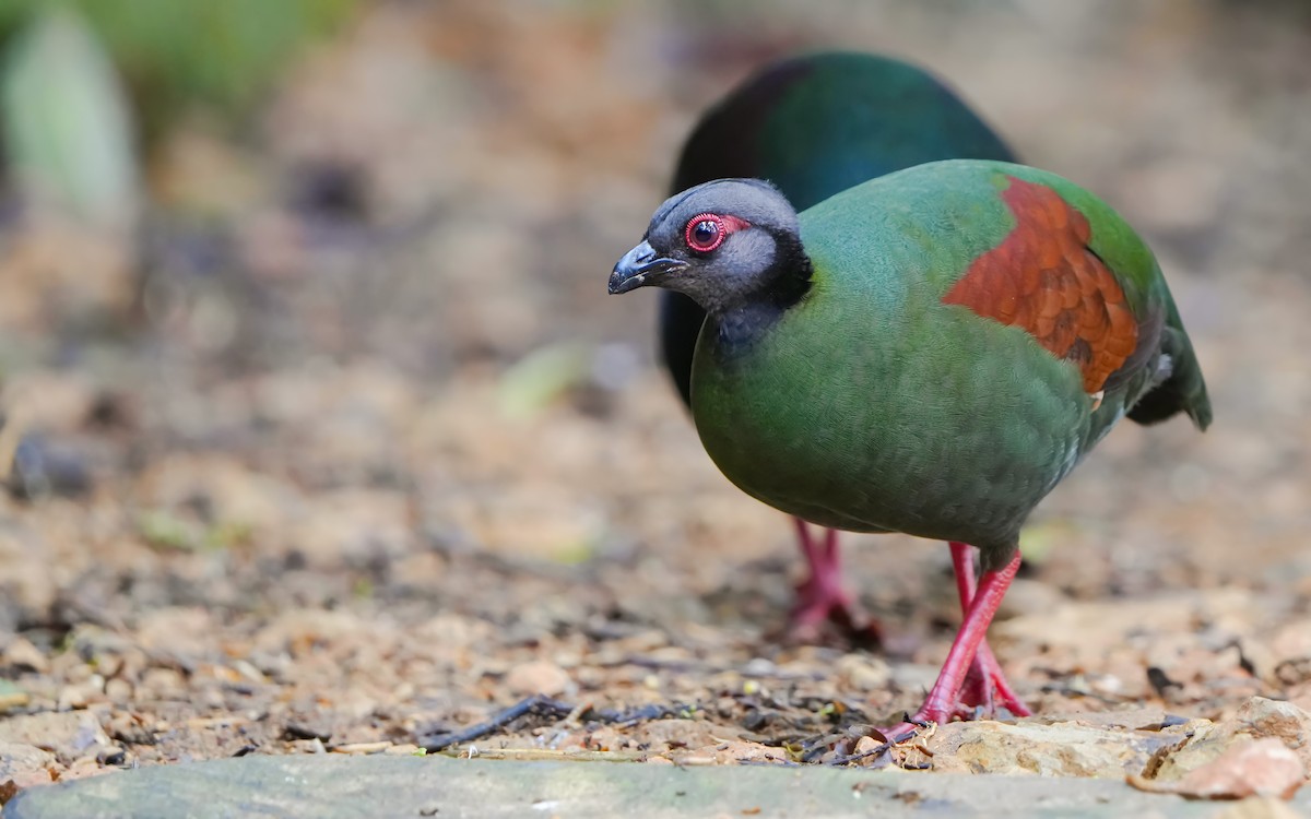 Crested Partridge - ML619805273