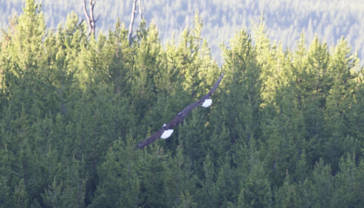 Bald Eagle - ML619805275