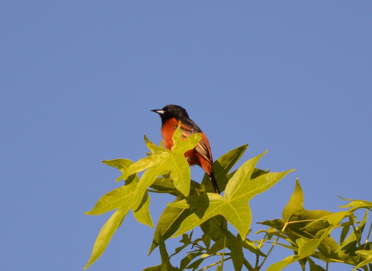 Orchard Oriole - ML619805301