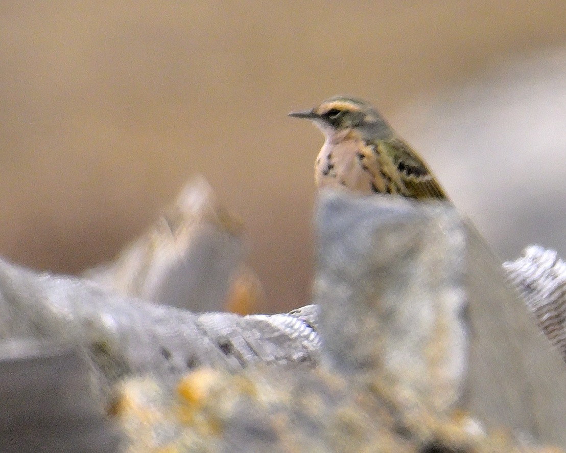 Rosy Pipit - ML619805325