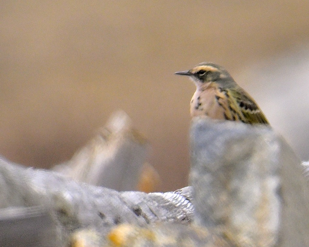 Rosy Pipit - ML619805326